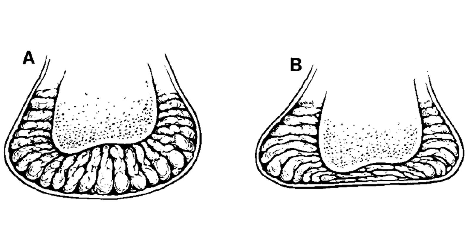 Investigations into the Fat Pads of the Sole of the Foot